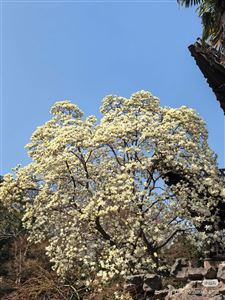 HOA MỘC LAN BẮC KINH (北京): ĐIỆP KHÚC VƯƠNG GIẢ GIỮA LÒNG CỐ CUNG