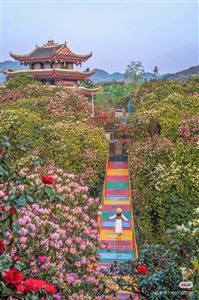 QUÝ CHÂU MÙA HOA ĐỖ QUYÊN: LẠC VÀO DẢI RUY BĂNG CỦA TRÁI ĐẤT