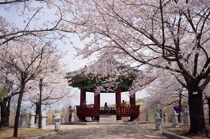 Hàn Quốc mùa hoa anh đào 